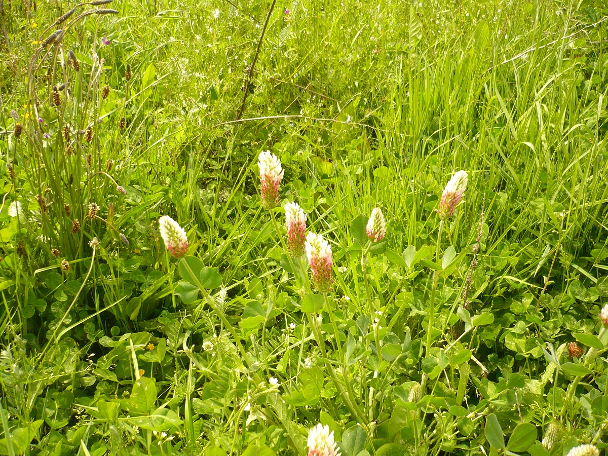 Trifolium incarnatum var. molinerii (Fabaceae)